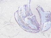 Артикул PL71810-46, Палитра, Палитра в текстуре, фото 3